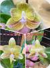 P. speciosa Blue x Mickeys Java